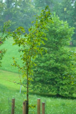 Acer stachyophyllum - javor čtyřčetný - celek
